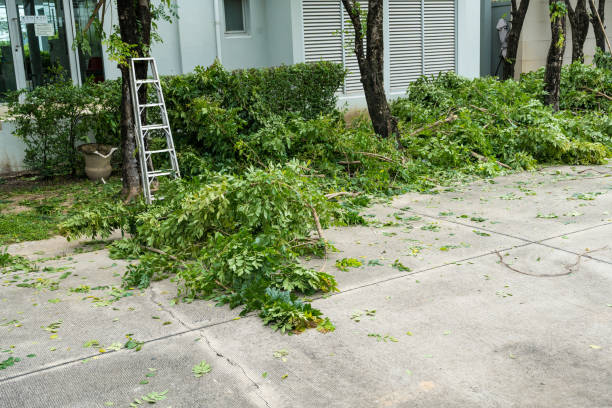 Best Tree Root Removal  in Tignall, GA